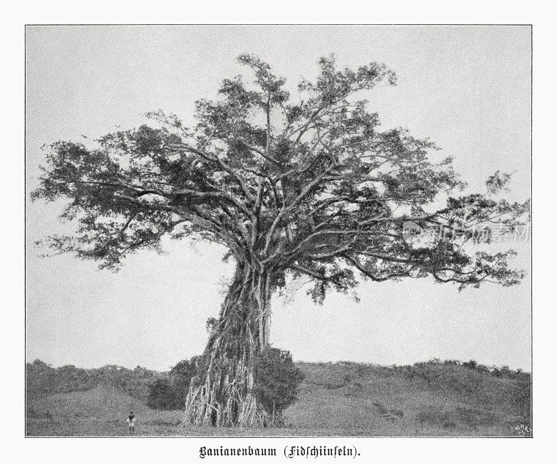 榕树(Ficus benghalensis)，斐济群岛，半色调印刷，1899年出版